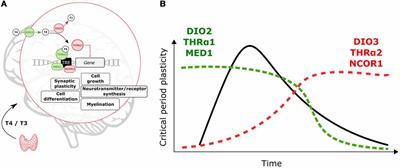 Critical Period Regulation by Thyroid Hormones: Potential Mechanisms and Sex-Specific Aspects